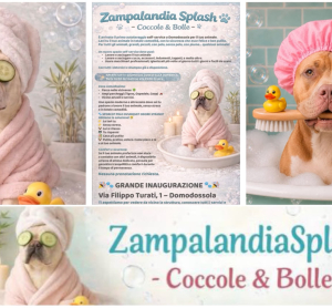 A Domo arriva Zampalandia Splash: il nuovo spazio self-service dedicato agli animali